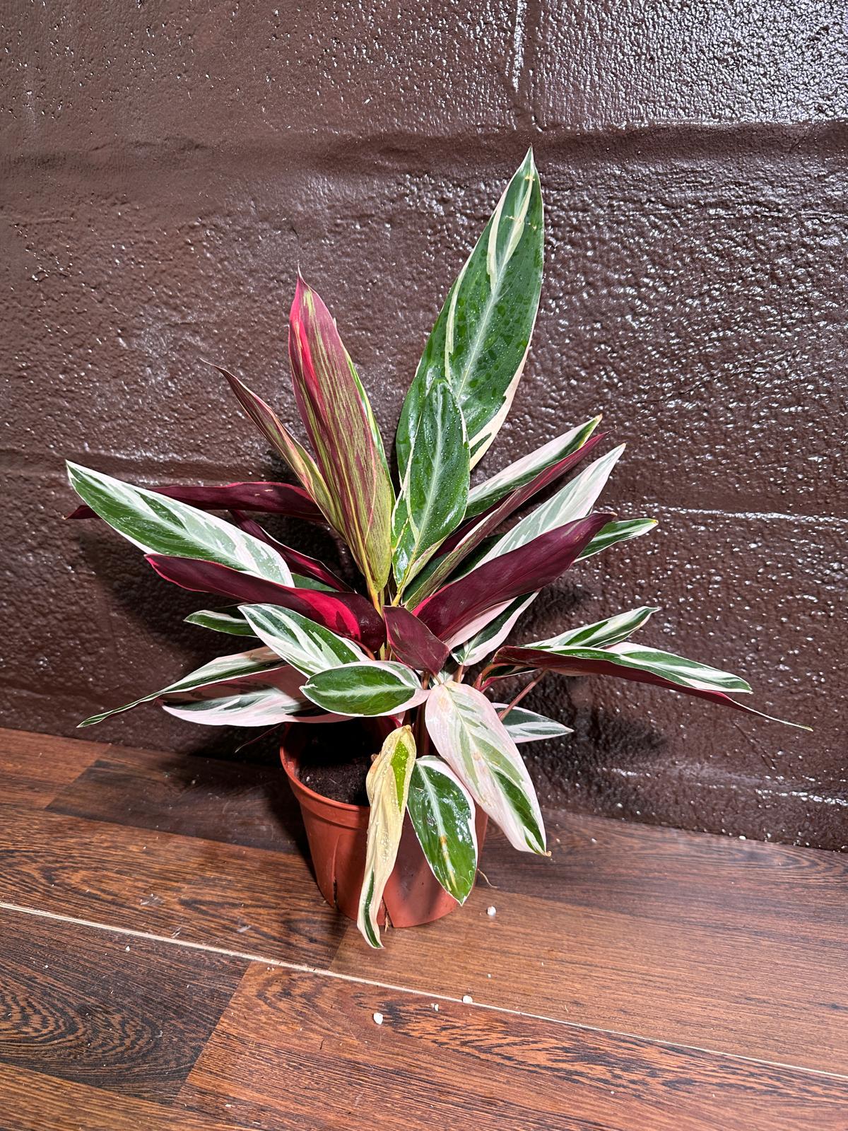 Stromanthe Triostar Live Rare Indoor Plant in a Nursery Pot - Stromanthe Triostar - Prayer Plant - Pink Leaves Houseplant - Sanguinea Plant
