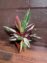 Stromanthe Triostar Live Rare Indoor Plant in a Nursery Pot - Stromanthe Triostar - Prayer Plant - Pink Leaves Houseplant - Sanguinea Plant