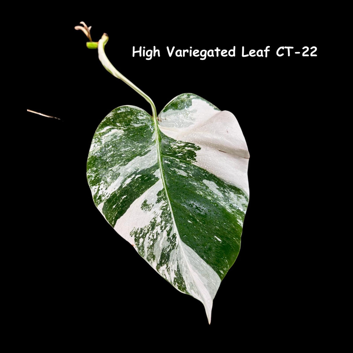 Highly Variegated Monstera Albo Cutting - White Monstera Albo - SAME plant as pictures - US Seller