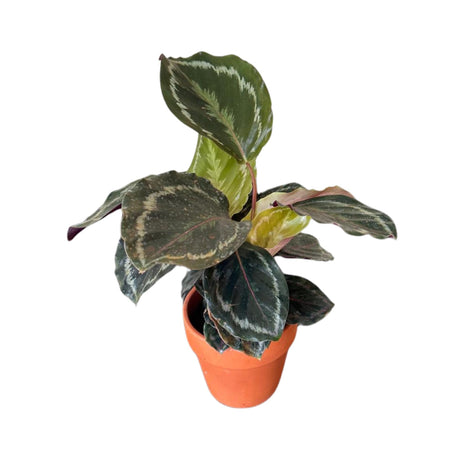 Calathea Roseopicta Medallion Plant in a 4" Pot - Indoor Potted Evergreen Houseplant -Rose-painted Calathea Medallion - LARGE plant