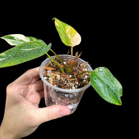 Highly Variegated Homalomena Pink Diamond Plant in a Nursery Pot - Rare Pink Diamond - Live Indoor Plant - SAME PLANT as Image - US Seller