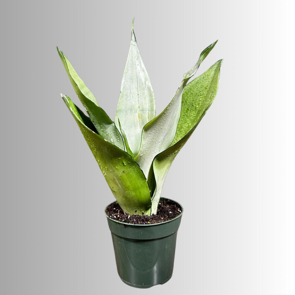 Sansevieria Moonshine in 4" Pot - Live Plant - Air Purifying - Live Houseplant - Similar Plant - US Seller