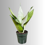 Sansevieria Moonshine in 4" Pot - Live Plant - Air Purifying - Live Houseplant - Similar Plant - US Seller