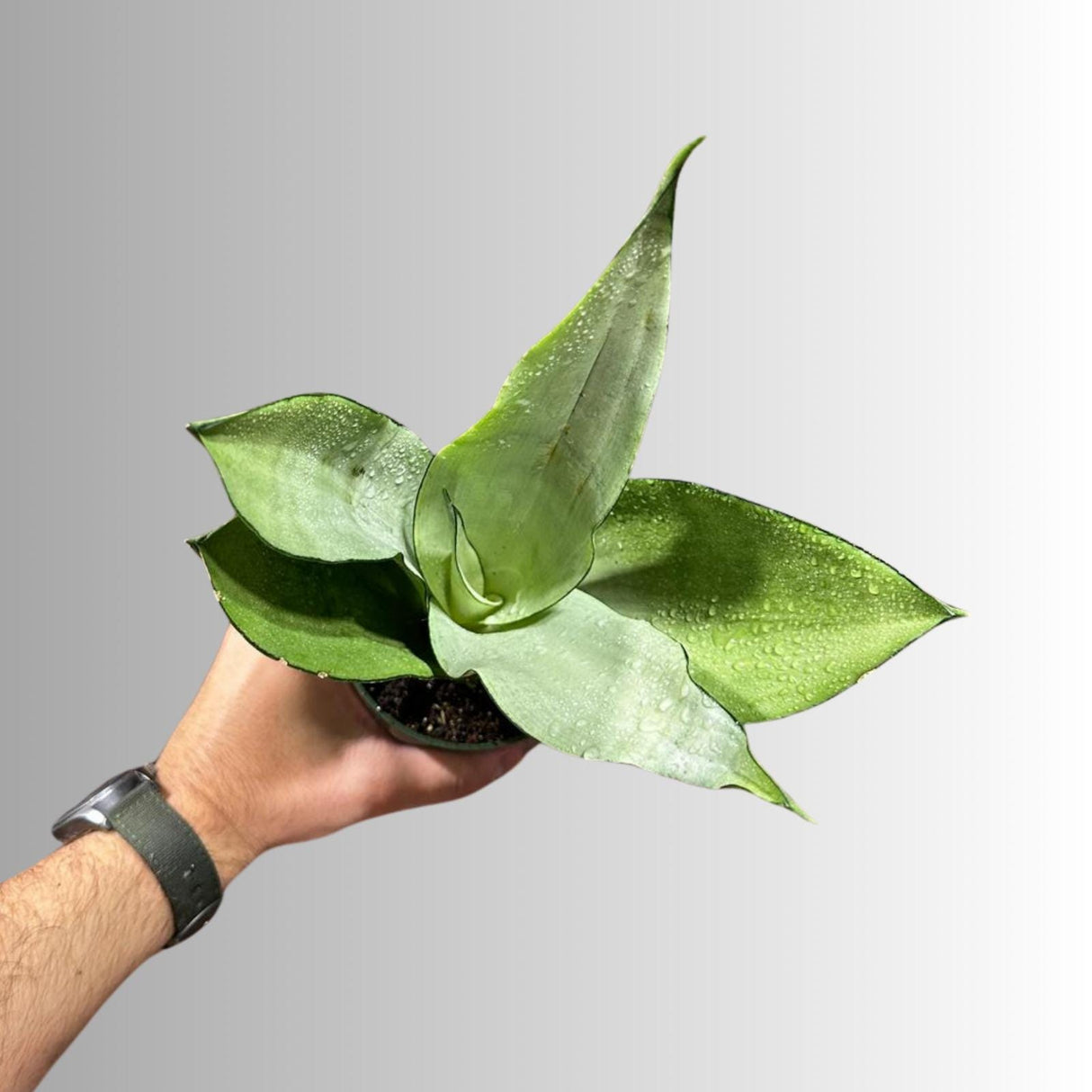Sansevieria Moonshine in 4" Pot - Live Plant - Air Purifying - Live Houseplant - Similar Plant - US Seller