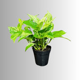 Marble Queen Pothos in a Nursery Pot