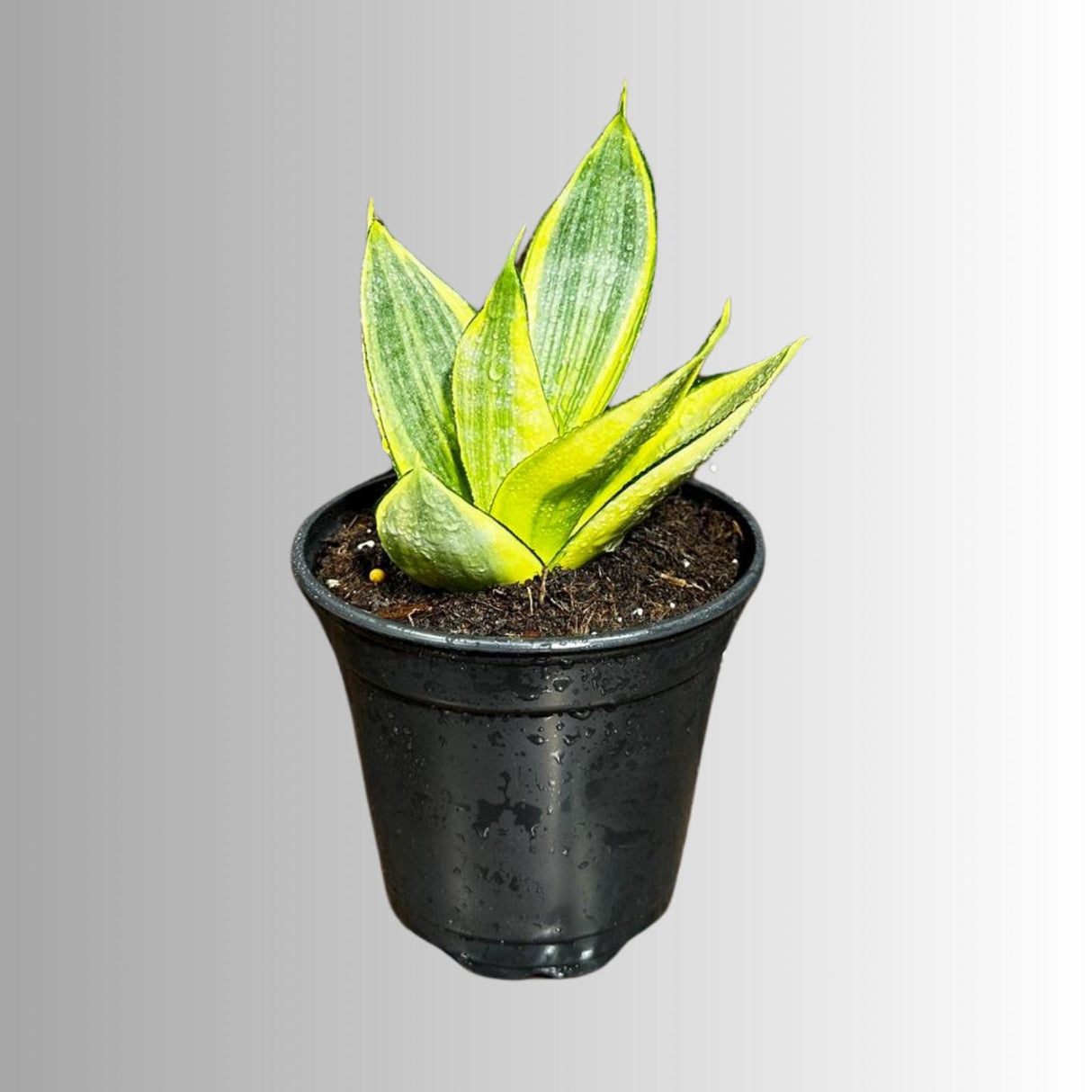 Rare Sansevieria Gold Star in 4” Pot - Mini Snake Plant- Live Houseplant - Air Purifying Plant - SAME plant as images- US Seller