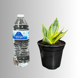 Rare Sansevieria Gold Star in 4” Pot - Mini Snake Plant- Live Houseplant - Air Purifying Plant - SAME plant as images- US Seller