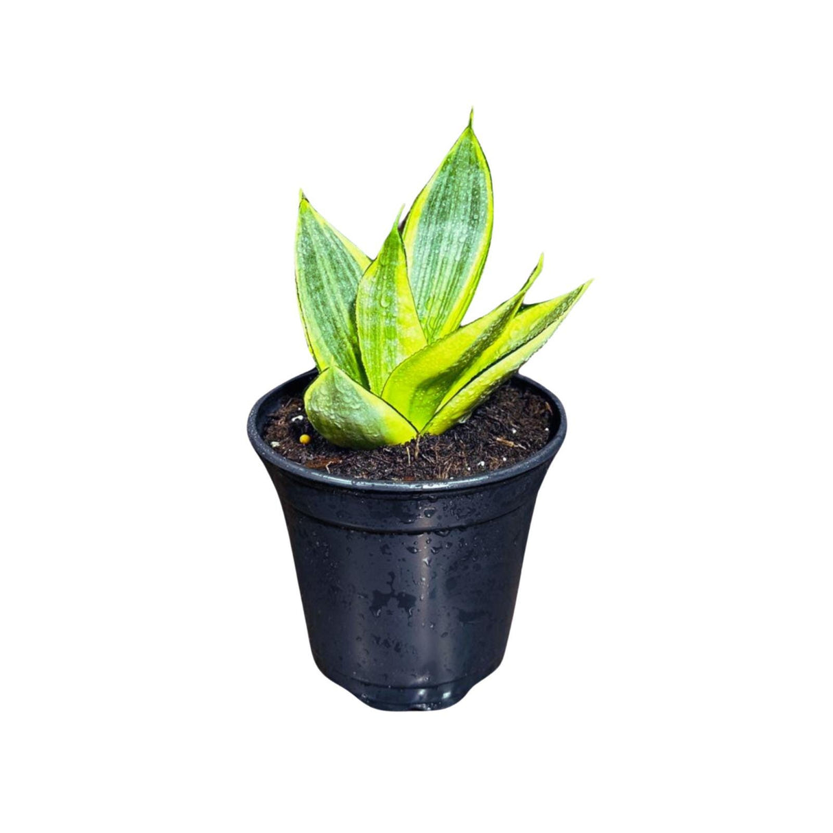 Rare Sansevieria Gold Star in 4” Pot - Mini Snake Plant- Live Houseplant - Air Purifying Plant - SAME plant as images- US Seller