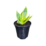 Rare Sansevieria Gold Star in 4” Pot - Mini Snake Plant- Live Houseplant - Air Purifying Plant - SAME plant as images- US Seller