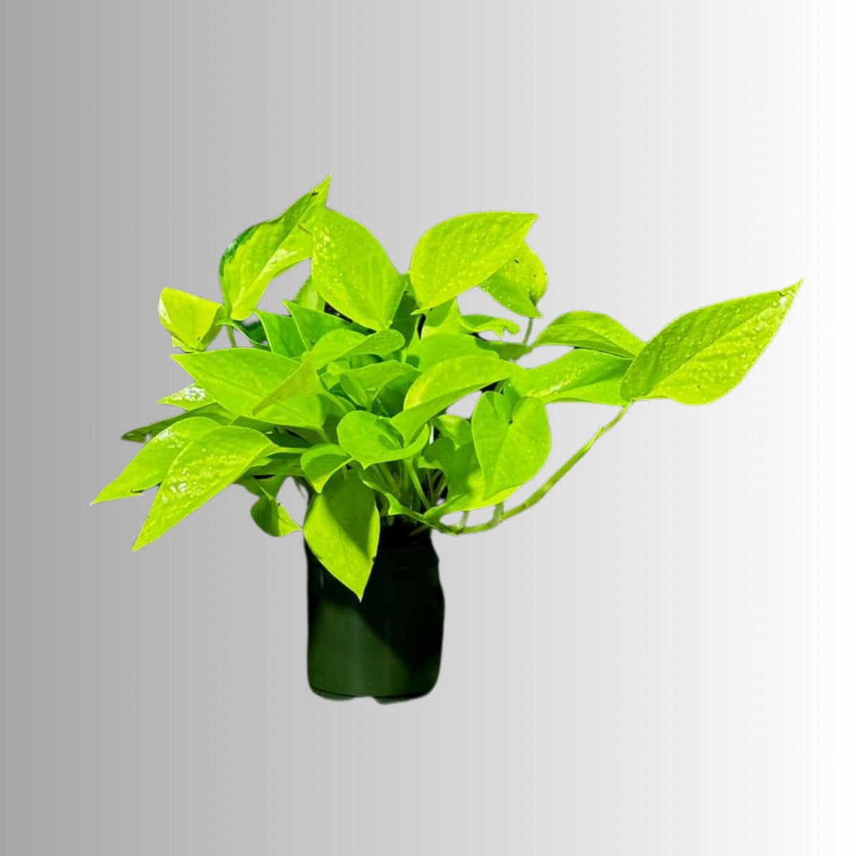 Neon Pothos Indoor Plant in a Nursery Pot - Easy Care Low Light Indoor Live Plant - Neon Pothos  Houseplant - US Seller