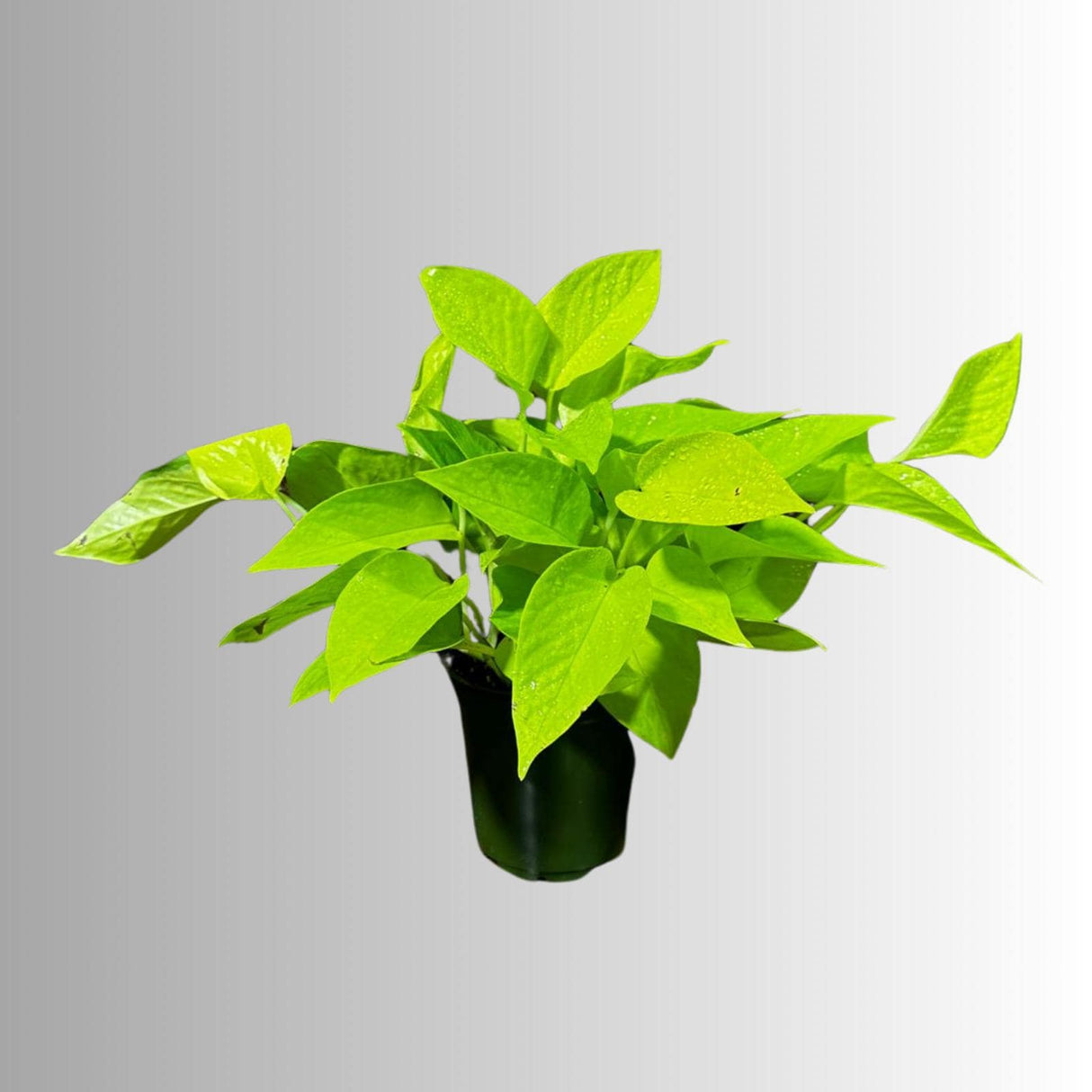Neon Pothos Indoor Plant in a Nursery Pot - Easy Care Low Light Indoor Live Plant - Neon Pothos  Houseplant - US Seller