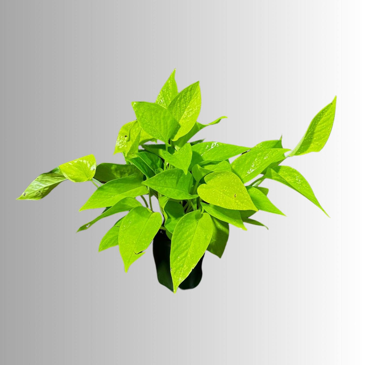 Neon Pothos Indoor Plant in a Nursery Pot - Easy Care Low Light Indoor Live Plant - Neon Pothos  Houseplant - US Seller