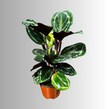 Calathea Roseopicta Medallion Plant in a 4" Pot