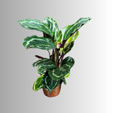 Calathea Roseopicta Medallion Plant in a 4" Pot