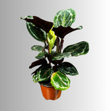 Calathea Roseopicta Medallion Plant in a 4" Pot