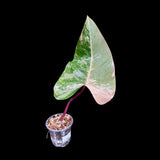 Variegated Philodendron Strawberry Shake in a Nursery Pot - Strawberry Shake RARE Collector Single Leaf Potted Plant - Rare Aroid Plant