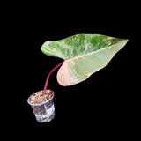 Variegated Philodendron Strawberry Shake in a Nursery Pot - Strawberry Shake RARE Collector Single Leaf Potted Plant - Rare Aroid Plant