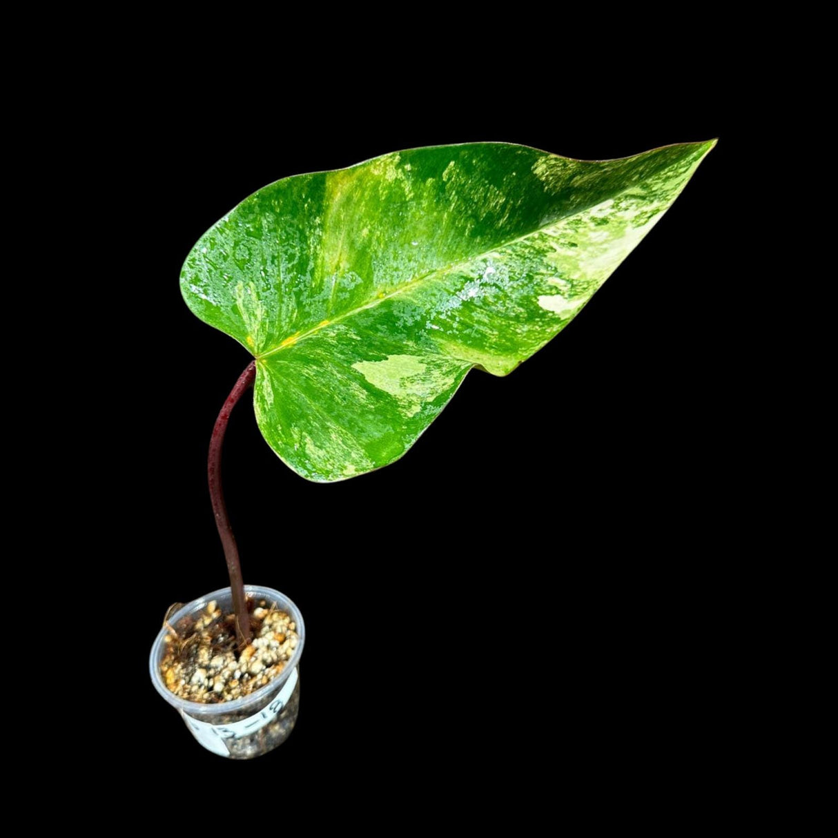 Variegated Philodendron Strawberry Shake in a Nursery Pot - Strawberry Shake RARE Collector Single Leaf Potted Plant - SAME Plant as images