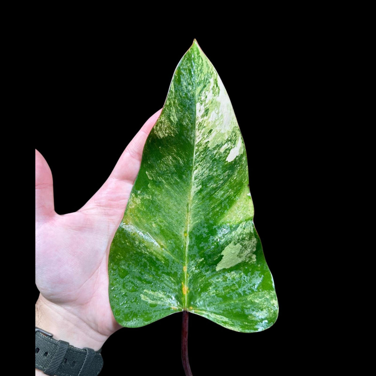 Variegated Philodendron Strawberry Shake in a Nursery Pot - Strawberry Shake RARE Collector Single Leaf Potted Plant - SAME Plant as images