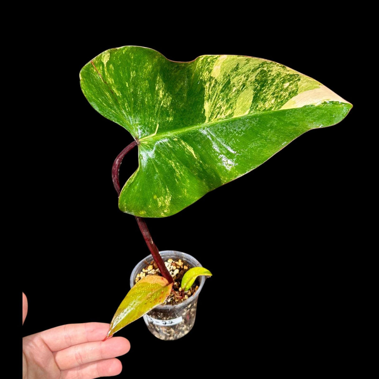 Variegated Philodendron Strawberry Shake in a Nursery Pot - Strawberry Shake RARE Collector Potted Plant -Tropical Indoor Plants - US Seller