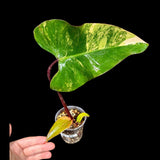 Variegated Philodendron Strawberry Shake in a Nursery Pot - Strawberry Shake RARE Collector Potted Plant -Tropical Indoor Plants - US Seller