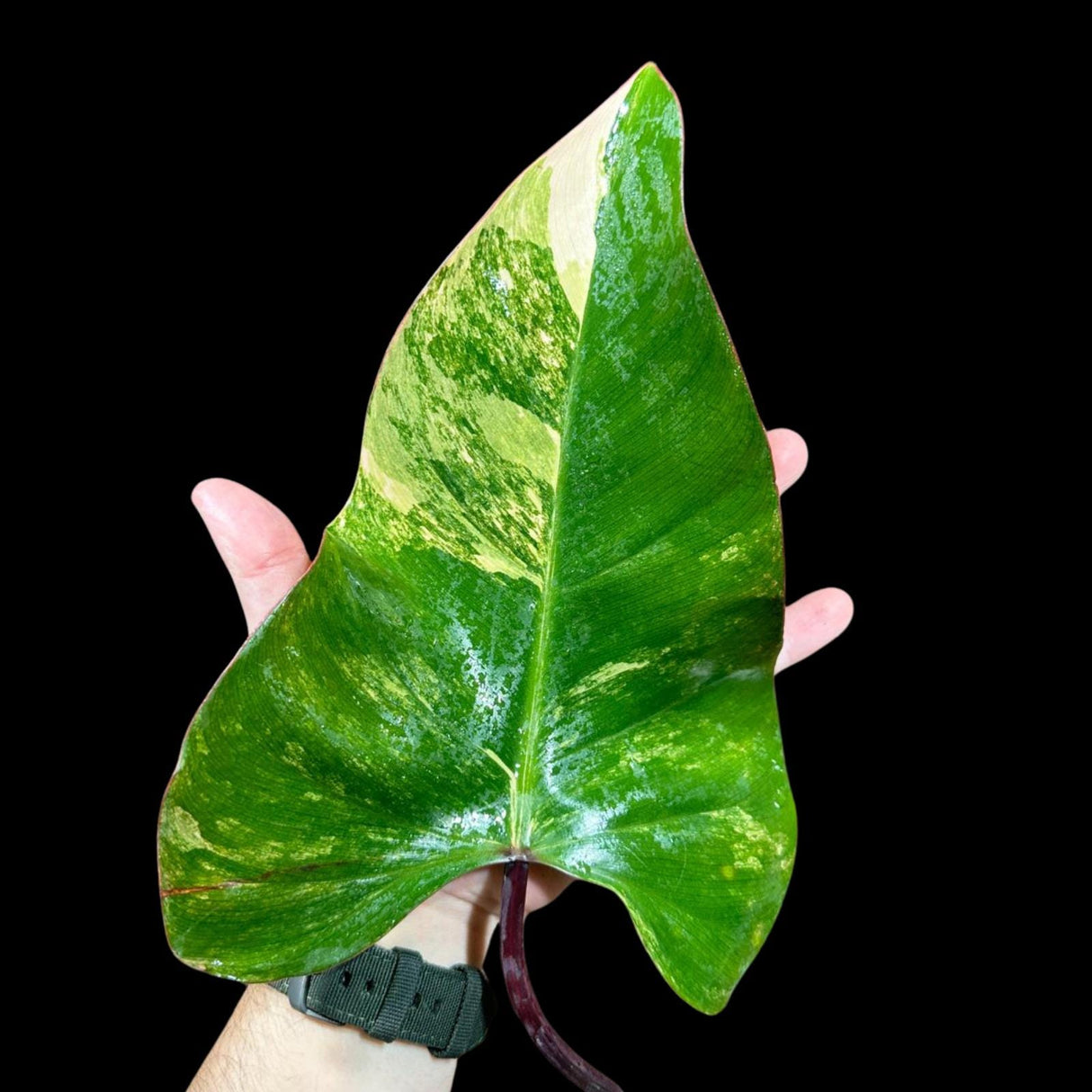 Variegated Philodendron Strawberry Shake in a Nursery Pot - Strawberry Shake RARE Collector Potted Plant -Tropical Indoor Plants - US Seller
