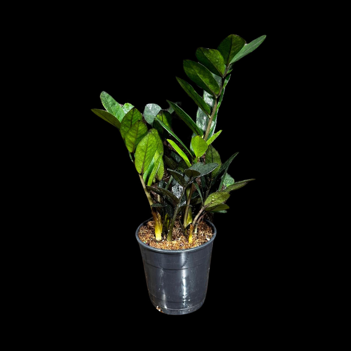 Green Zz Plant - Zamioculcas Zamiifolia Plant in a Pot - Rare Indoor Good Luck Houseplant - Easy Care Gift Plant - Indoor Potted Plant