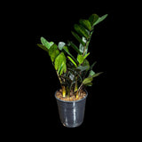 Green Zz Plant - Zamioculcas Zamiifolia Plant in a Pot - Rare Indoor Good Luck Houseplant - Easy Care Gift Plant - Indoor Potted Plant