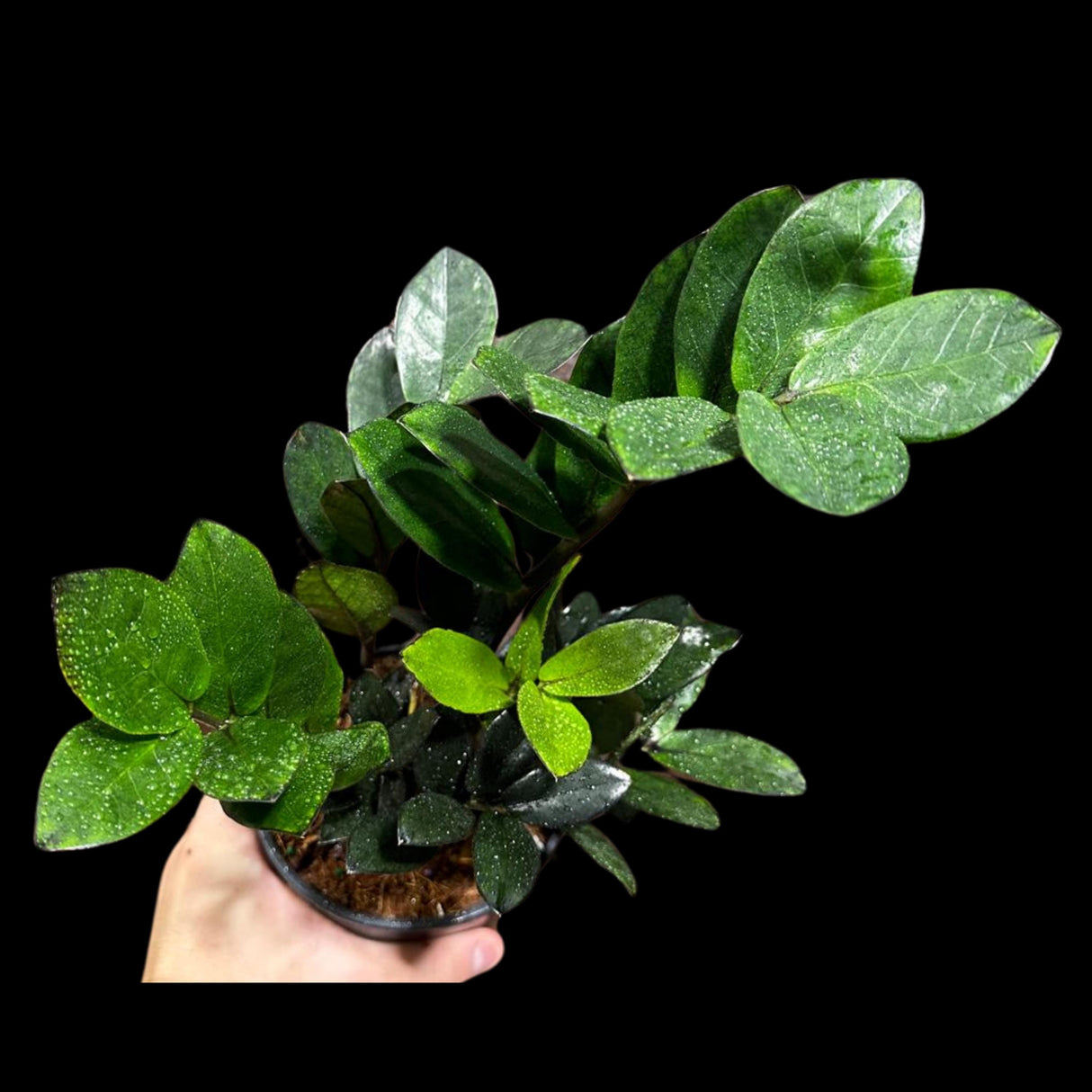 Green Zz Plant - Zamioculcas Zamiifolia Plant in a Pot - Rare Indoor Good Luck Houseplant - Easy Care Gift Plant - Indoor Potted Plant
