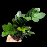 Green Zz Plant - Zamioculcas Zamiifolia Plant in a Pot - Rare Indoor Good Luck Houseplant - Easy Care Gift Plant - Indoor Potted Plant