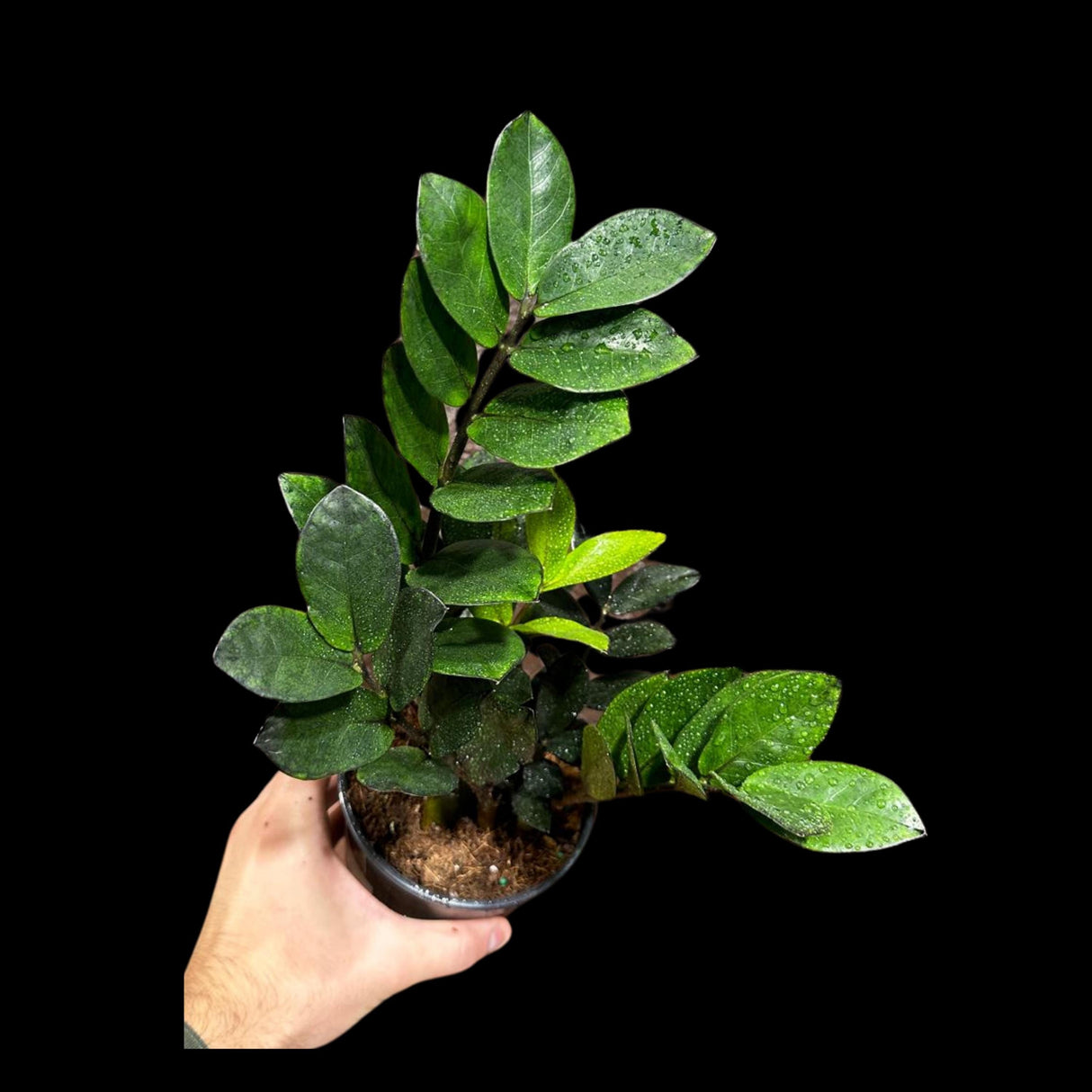 Green Zz Plant - Zamioculcas Zamiifolia Plant in a Pot - Rare Indoor Good Luck Houseplant - Easy Care Gift Plant - Indoor Potted Plant