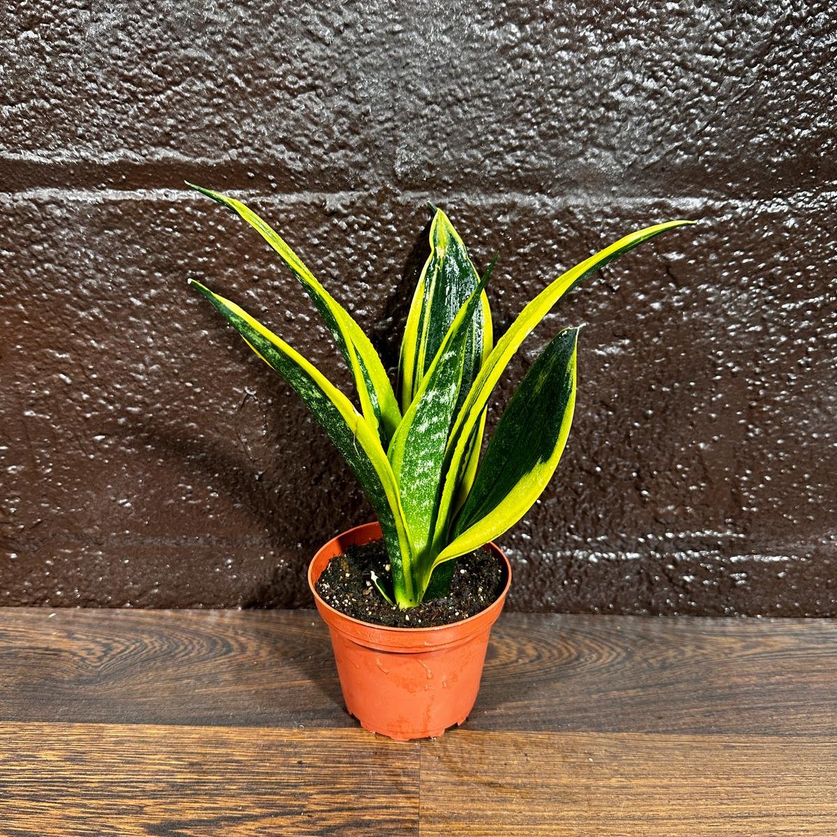 Rare Sansevieria Black Gold Snake Plant in a 3” pot