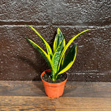 Rare Sansevieria Black Gold Snake Plant in a 3” pot