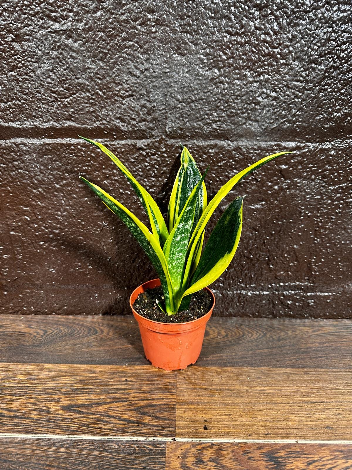 Rare Sansevieria Black Gold Snake Plant in a 3” pot - Gift Houseplant - Indoor Air Purifier Plant - Live Houseplant - US Seller