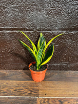 Rare Sansevieria Black Gold Snake Plant in a 3” pot - Gift Houseplant - Indoor Air Purifier Plant - Live Houseplant - US Seller