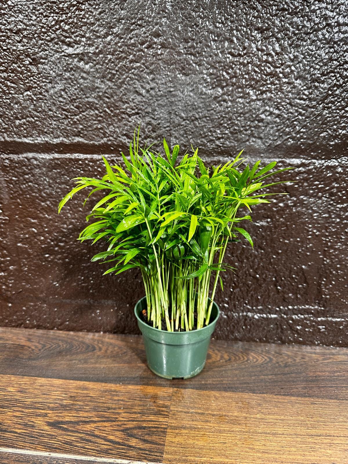 Parlor Palm Indoor Plant - Chamaedorea Elegans - Easy Care Low Light Houseplant - Air Purifier Plant in a Pot