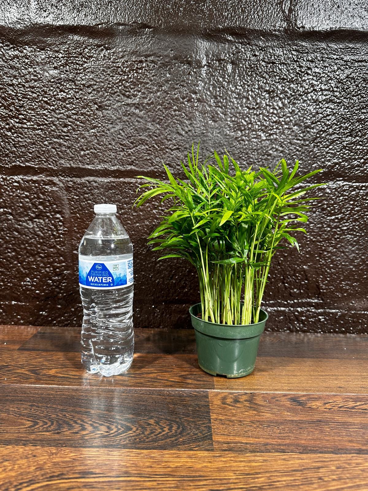 Parlor Palm Indoor Plant - Chamaedorea Elegans - Easy Care Low Light Houseplant - Air Purifier Plant in a Pot