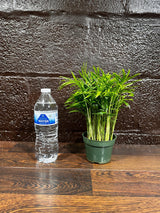 Parlor Palm Indoor Plant - Chamaedorea Elegans - Easy Care Low Light Houseplant - Air Purifier Plant in a Pot
