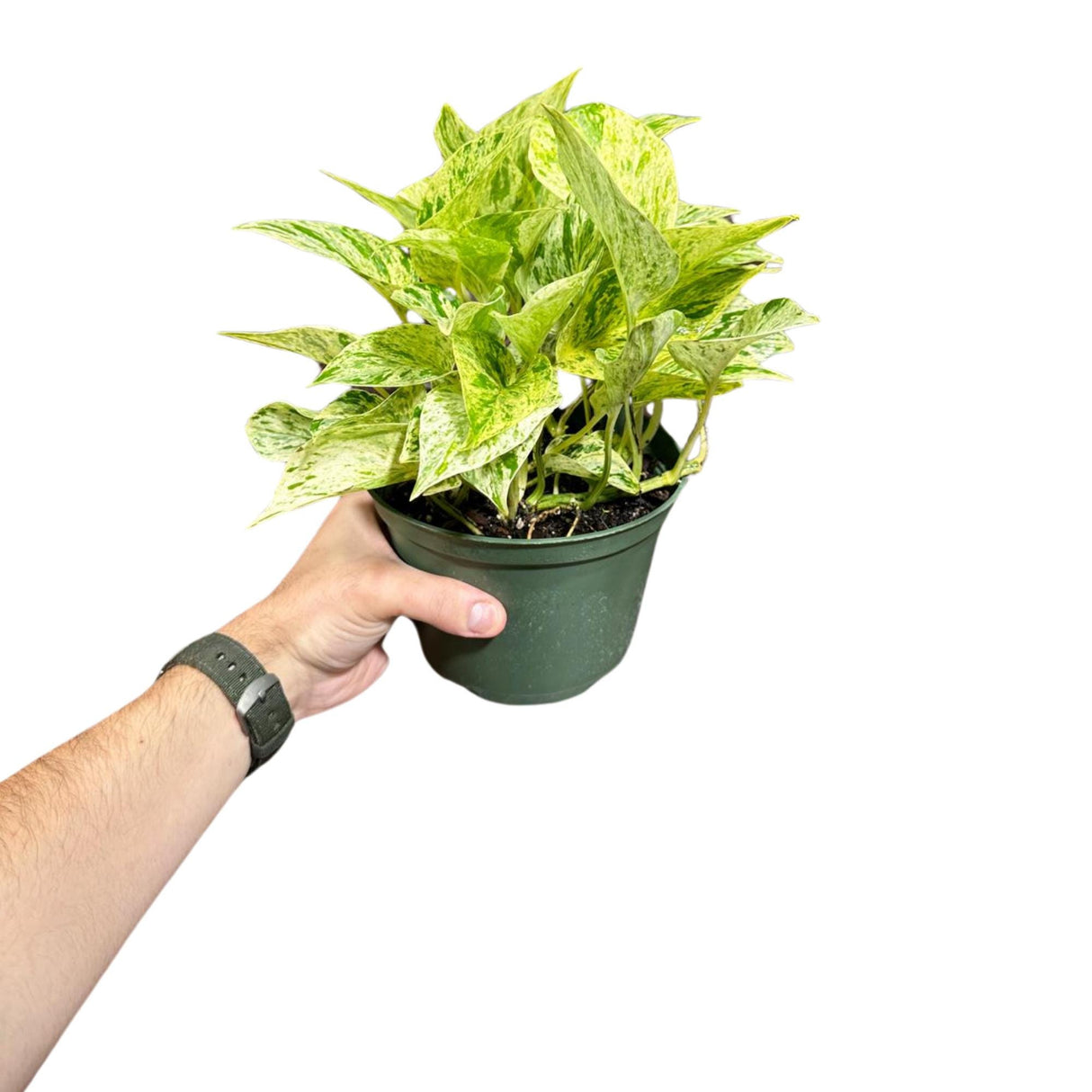 Variegated Snow Queen Pothos in a Nursery Pot