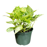 Variegated Snow Queen Pothos in a Nursery Pot