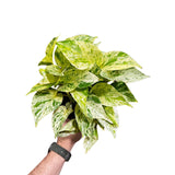 Variegated Snow Queen Pothos in a Nursery Pot