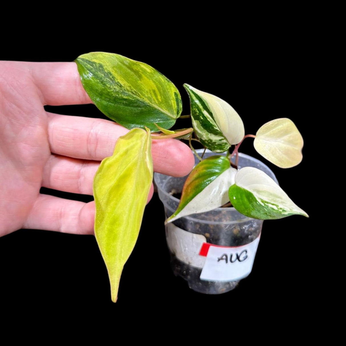 Rare Variegated Philodendron Mican Aurea in a Nursery Pot - Variegated Mican Rare Collector Potted Plant - US SELLER - Potted Plant
