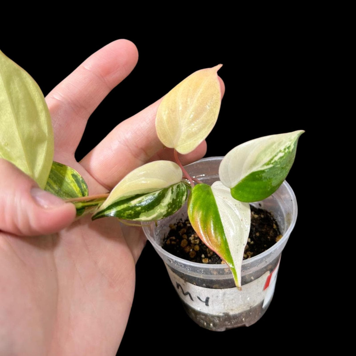 Rare Variegated Philodendron Mican Aurea in a Nursery Pot - Variegated Mican Rare Collector Potted Plant - US SELLER - Potted Plant