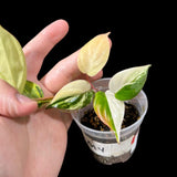 Rare Variegated Philodendron Mican Aurea in a Nursery Pot - Variegated Mican Rare Collector Potted Plant - US SELLER - Potted Plant