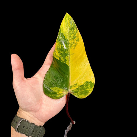 Variegated Philodendron Strawberry Shake in a Nursery Pot - Strawberry Single Leaf Top Cut Potted Plant - RARE Collector plant - US seller