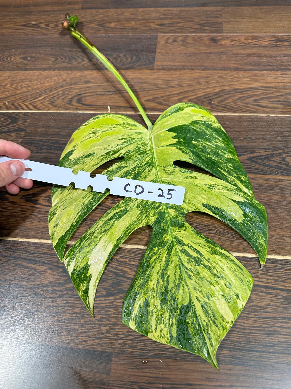 Monstera Borsigiana Aurea Variegated Cutting - Monstera Aurea Variegata - Monstera Marmota - Rare Collector Plant - US Seller