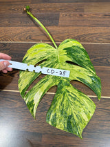 Monstera Borsigiana Aurea Variegated Cutting - Monstera Aurea Variegata - Monstera Marmota - Rare Collector Plant - US Seller