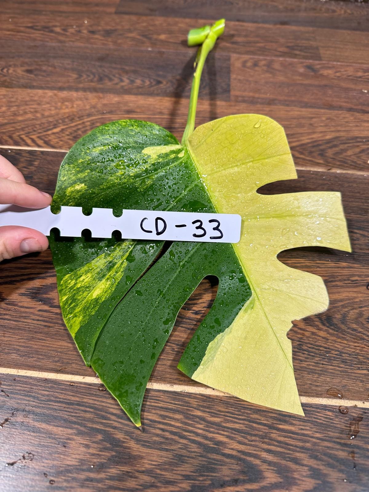 Monstera Borsigiana Aurea Variegated Cutting - Monstera Marmota - Rare Collector Plant - Pet Friendly Plants - Live Indoor Plant - US Seller
