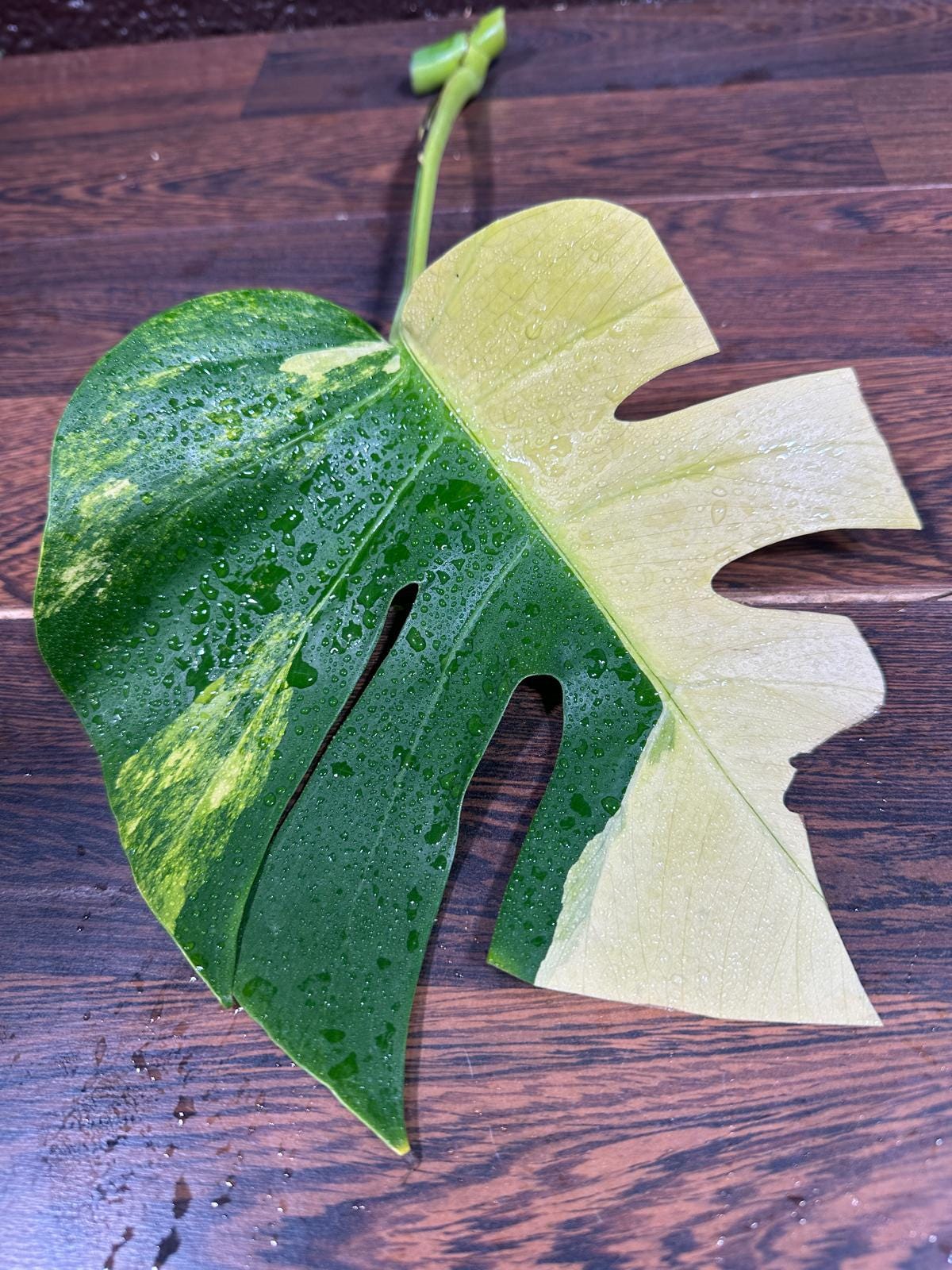 Monstera Borsigiana Aurea Variegated Cutting - Monstera Marmota - Rare Collector Plant - Pet Friendly Plants - Live Indoor Plant - US Seller