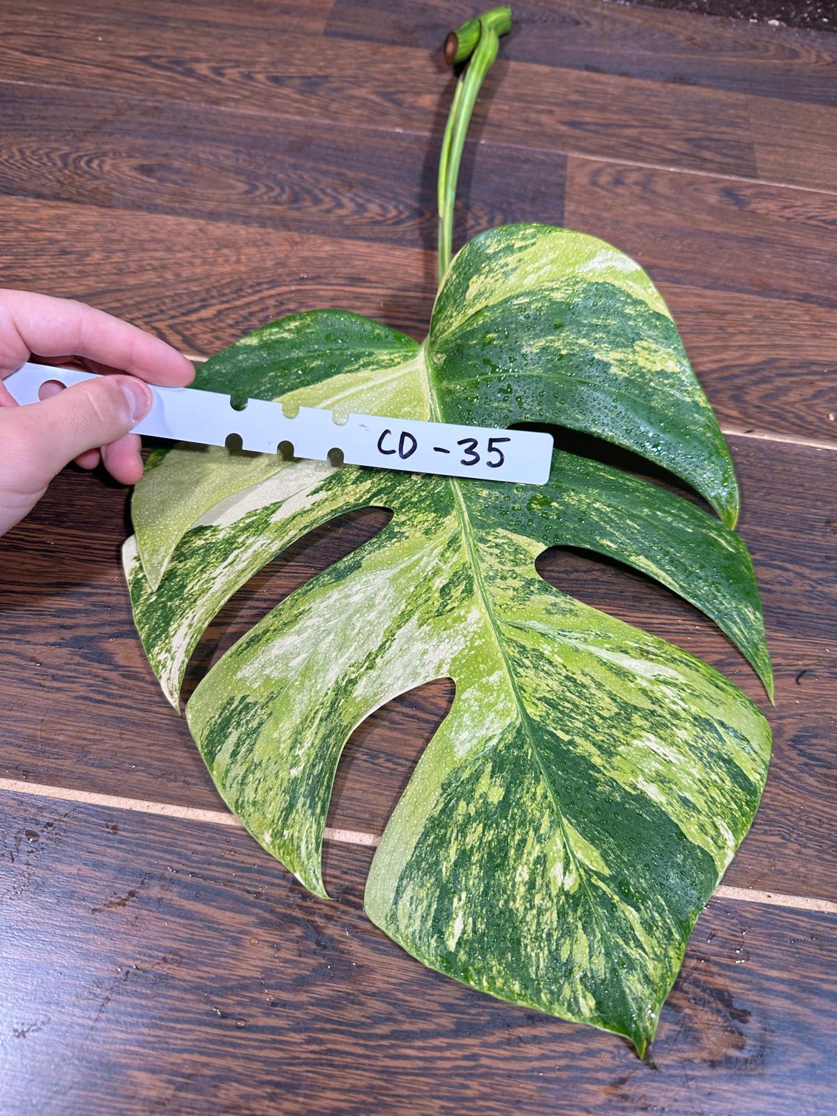 Monstera Borsigiana Aurea Variegated Cutting - Monstera Aurea Variegata - Monstera Marmota - US Seller
